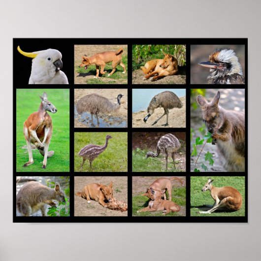 Vierzehn Mosaik-Fotos australischer Tiere Poster (Vorne)