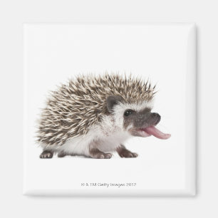 Vierziger-Igel - Atelerix albiventris Magnet