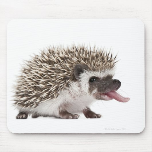Vierziger-Igel - Atelerix albiventris Mousepad (Vorne)
