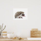 Vierziger-Igel - Atelerix albiventris Poster (Küche)