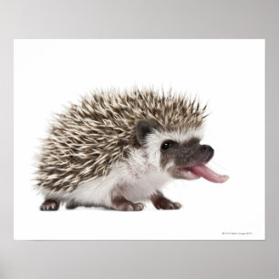 Vierziger-Igel - Atelerix albiventris Poster