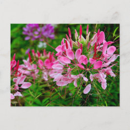 Vietnam - Flower on Ha Giang Plateau Feiertagspostkarte