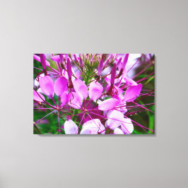 Vietnam - Flower on Ha Giang Plateau Leinwanddruck