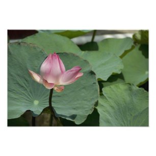 Vietnam, in der Nähe von Saigon) Mein Tho. Vinh T Fotodruck