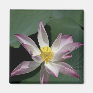 Vietnam, in der Nähe von Saigon) Mein Tho. Vinh T Magnet