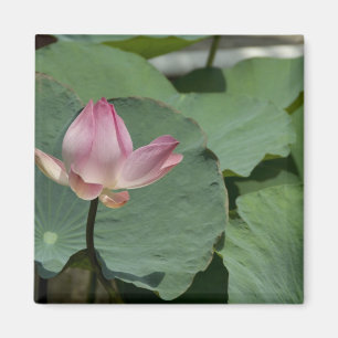 Vietnam, nahe Saigon) My Tho. Vinh Trang 2 Magnet