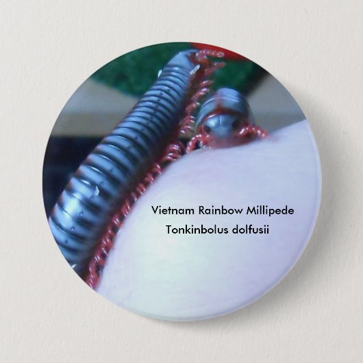 Vietnam-Regenbogen-Tausendfüßer (Tonkinbolus Button (Vorderseite)