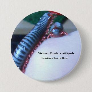 Vietnam-Regenbogen-Tausendfüßer (Tonkinbolus Button