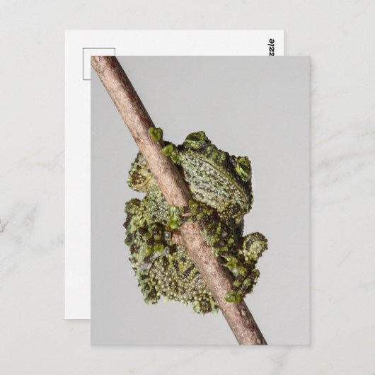 Vietnamese Mossy Frog on a Branch Postkarte (Vorne/Hinten)