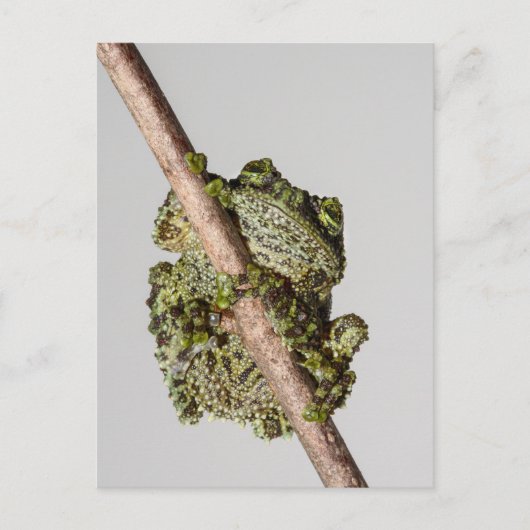 Vietnamese Mossy Frog on a Branch Postkarte (Vorderseite)