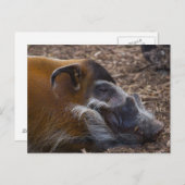 Vietnamesischer Hog Postkarte (Vorne/Hinten)