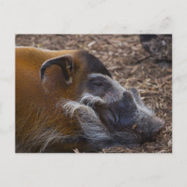 Vietnamesischer Hog Postkarte