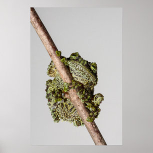 Vietnamesischer Moosfrosch auf einem Ast Poster