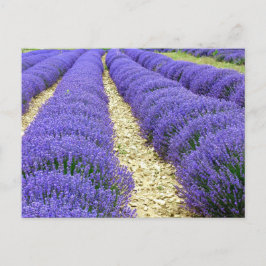 View of lavender fields in the Drôme provencale Feiertagspostkarte