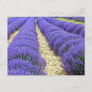 View of lavender fields in the Drôme provencale Feiertagspostkarte