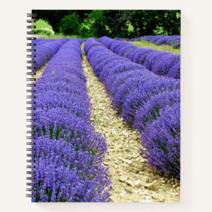 View of lavender fields in the Drôme provencale Notizblock