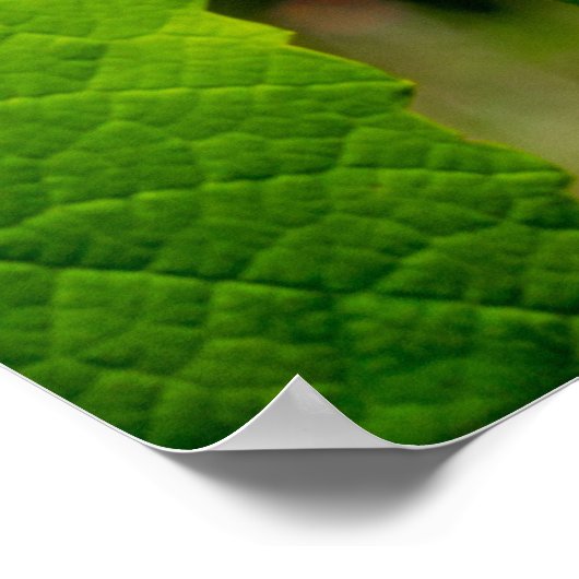 Vigne Isabelle Poster (Ecke)