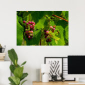 Vigne Isabelle Poster (Heimbüro)