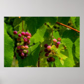 Vigne Isabelle Poster (Vorne)