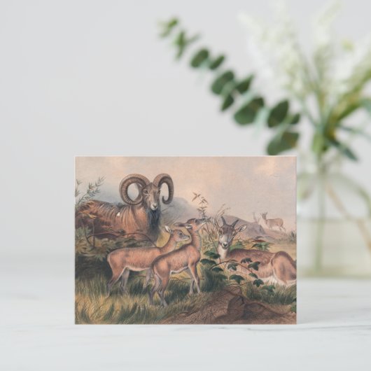 Vignes wildes Schaf von Joseph Wolf Postkarte (Stehend Vorderseite)