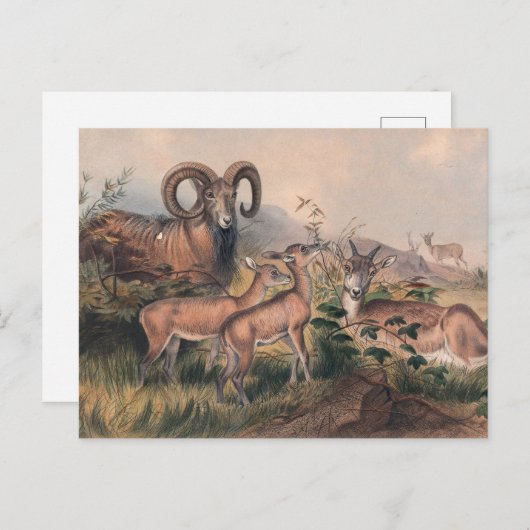 Vignes wildes Schaf von Joseph Wolf Postkarte (Vorne/Hinten)