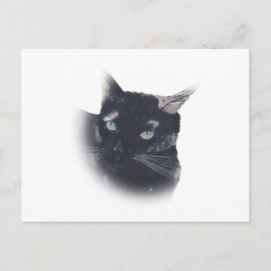 Vignette von Tortoise Muschel Katzengesicht Postka Postkarte (Vorderseite)