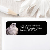 Vignetted Portrait eines inquisitiven Saker Falken (Insitu)