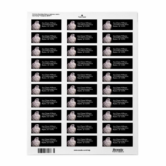 Vignetted Portrait eines inquisitiven Saker Falken (Vorne)