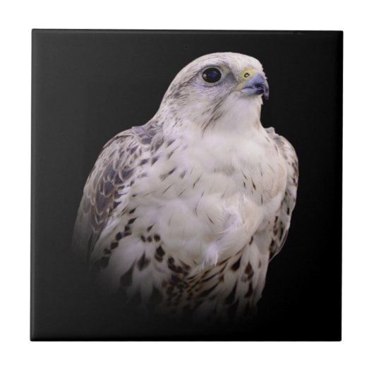 Vignetted Portrait eines inquisitiven Saker Falken Fliese (Vorderseite)