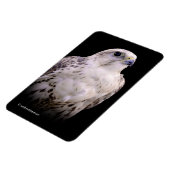 Vignetted Portrait eines inquisitiven Saker Falken Magnet (Linke Seite)