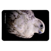 Vignetted Portrait eines inquisitiven Saker Falken Magnet (Horizontal)