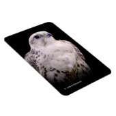 Vignetted Portrait eines inquisitiven Saker Falken Magnet (Rechte Seite)