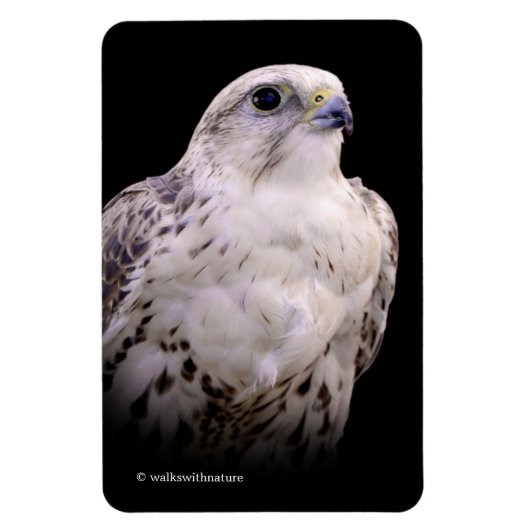 Vignetted Portrait eines inquisitiven Saker Falken Magnet (Vertikal)