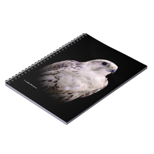 Vignetted Portrait eines inquisitiven Saker Falken Notizblock (Linke Seite)