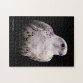 Vignetted Portrait eines inquisitiven Saker Falken Puzzle (Horizontal)
