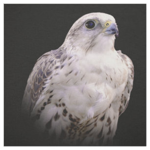 Vignetted Portrait eines inquisitiven Saker Falken Stoff