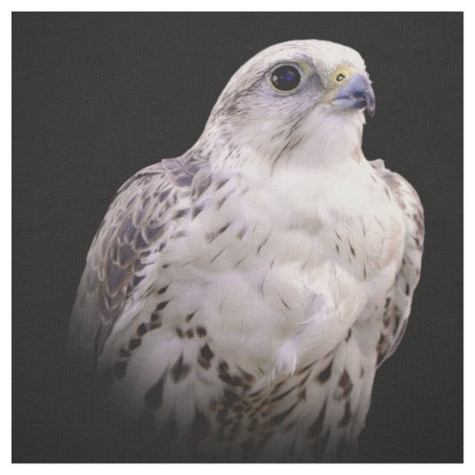 Vignetted Portrait eines inquisitiven Saker Falken Stoff (Muster)