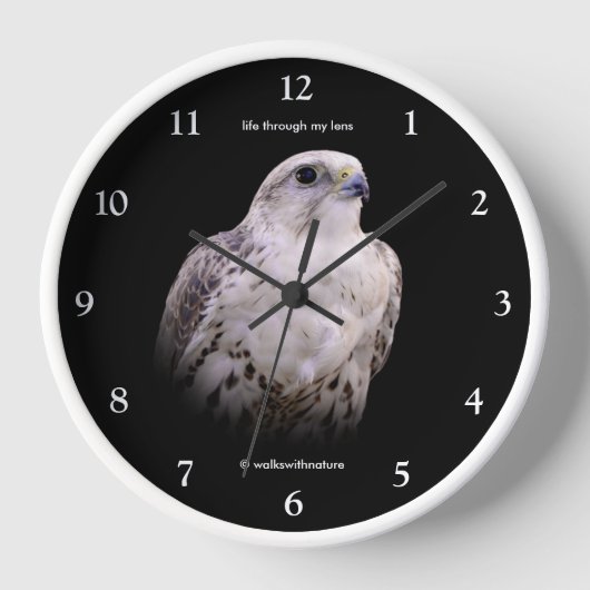 Vignetted Portrait eines inquisitiven Saker Falken Uhr (Vorderseite)