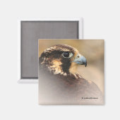 Vignettiertes Profil eines Peregrine Falken Magnet (Vorderseite/Rückseite)