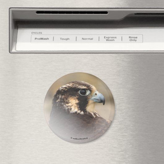 Vignettiertes Profil eines Peregrine Falken Magnet (In Situ (Geschirrspüler))