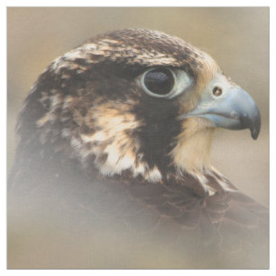 Vignettiertes Profil eines Peregrine Falken Stoff