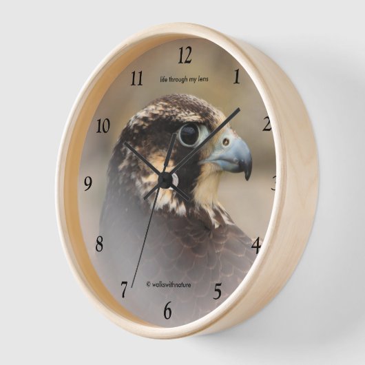 Vignettiertes Profil eines Peregrine Falken Wanduhr (Winkel)