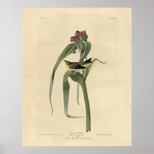 Vigors Vireo (Pine Warbler) Audubon Birds America Poster (Vorne)