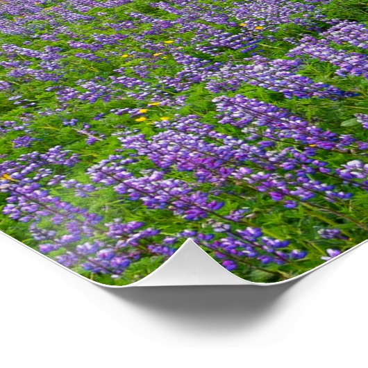 VIK, ISLAND POSTER (Ecke)