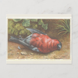 Viktorianisch Dead Bird Weihnachtskarte Postkarte