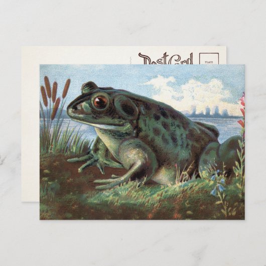 Viktorianisch Frosch Art Postkarte  (Vorne/Hinten)