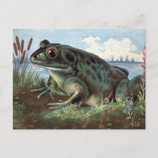 Viktorianisch Frosch Art Postkarte  (Vorderseite)