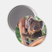 Viktorianisch Koala Magnet (Vorderseite/Rückseite)