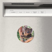 Viktorianisch Koala Magnet (In Situ (Geschirrspüler))