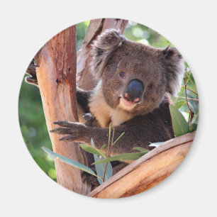 Viktorianisch Koala Magnet